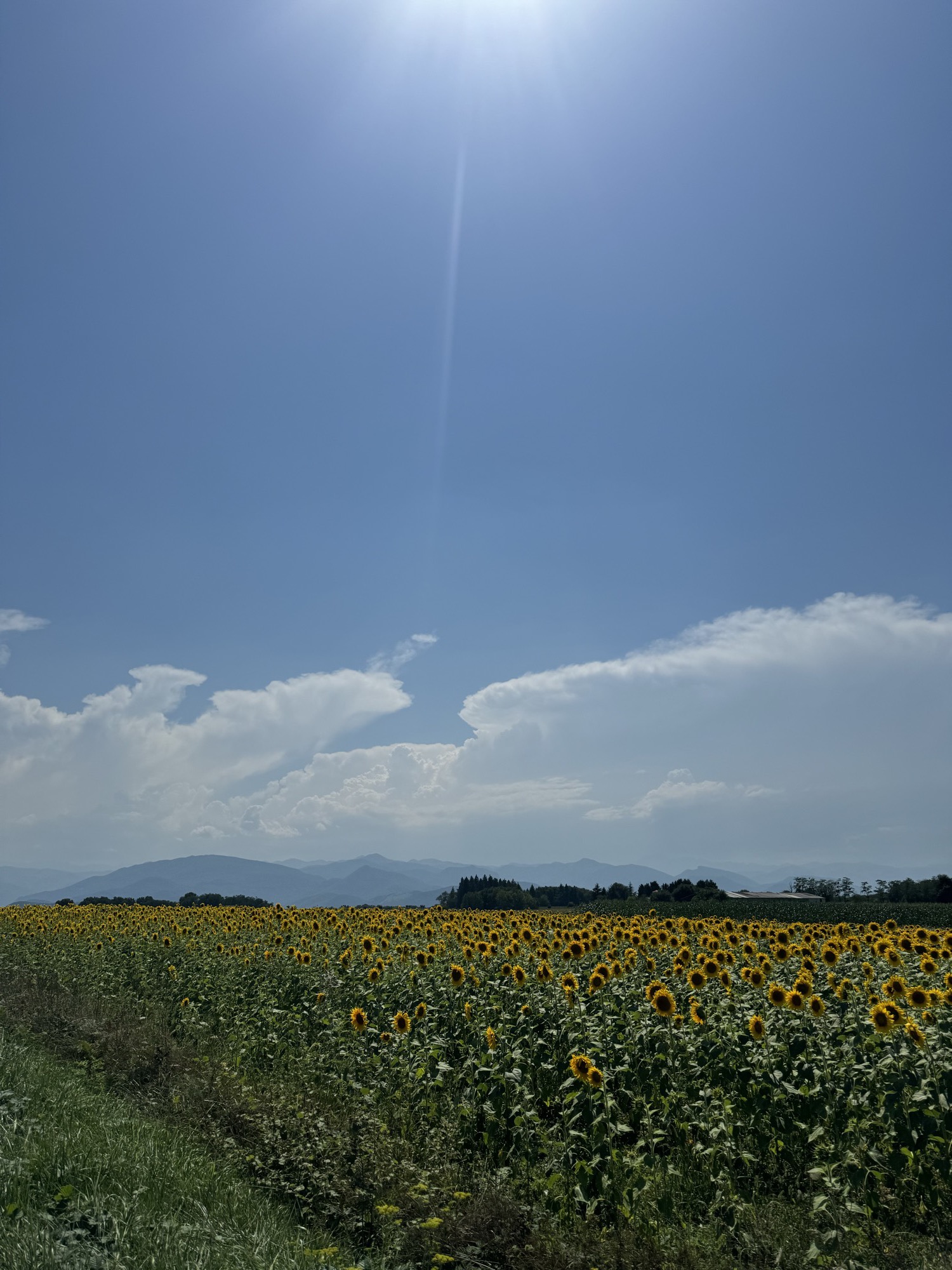 A field of sunflowers in bloom with the Pyrenees on the horizon